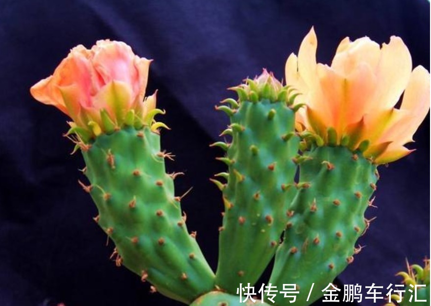 仙人掌|''5种花''是懒人的最爱,有阳光就爆盆,给点水就“疯长”,太好养