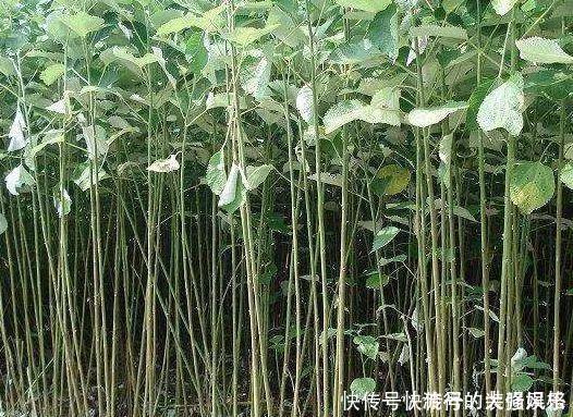 农村全身是“宝”的野草,曾经被用来喂猪,殊不知价值珍贵用途多