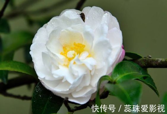 耧斗菜|几款艳丽的花卉，漂亮又好闻，花开芳香四溢，养在家中香飘满屋