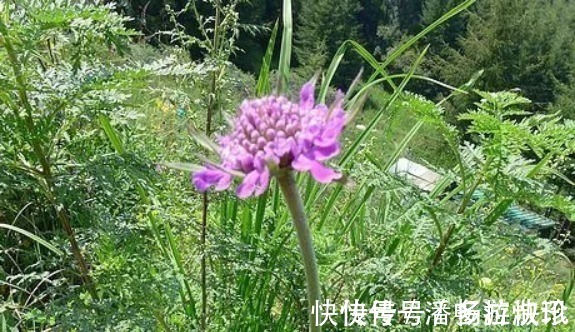 药丸&古人称川断为续断是有原因的,它来自一段传奇故事