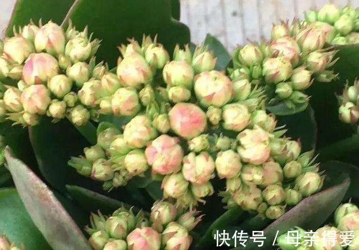 11月养长寿花,教你这2招,30天长满花苞,开成大花球