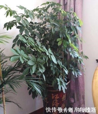 6种花,随便养一盆,空气清新“病菌”少!我就养6盆,对家人好!