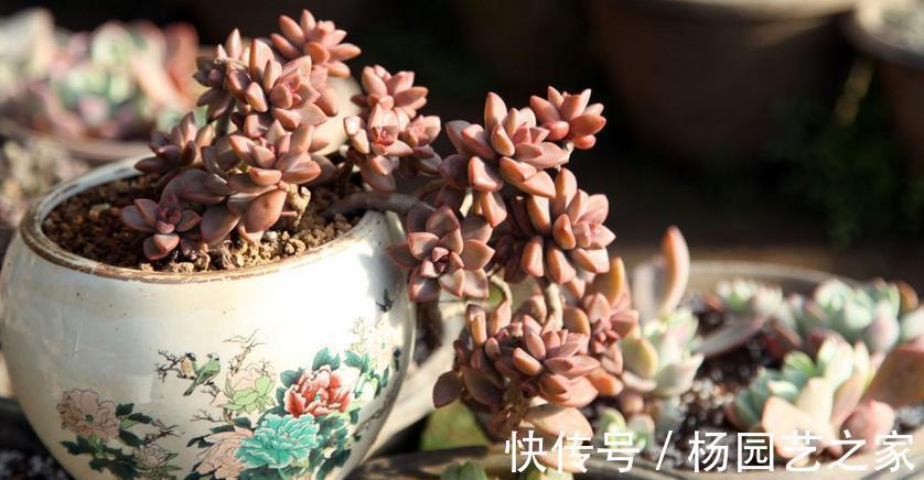鹿角海棠|普货多肉不普通，选这3样盆栽成老桩，比贵货还受人欢迎