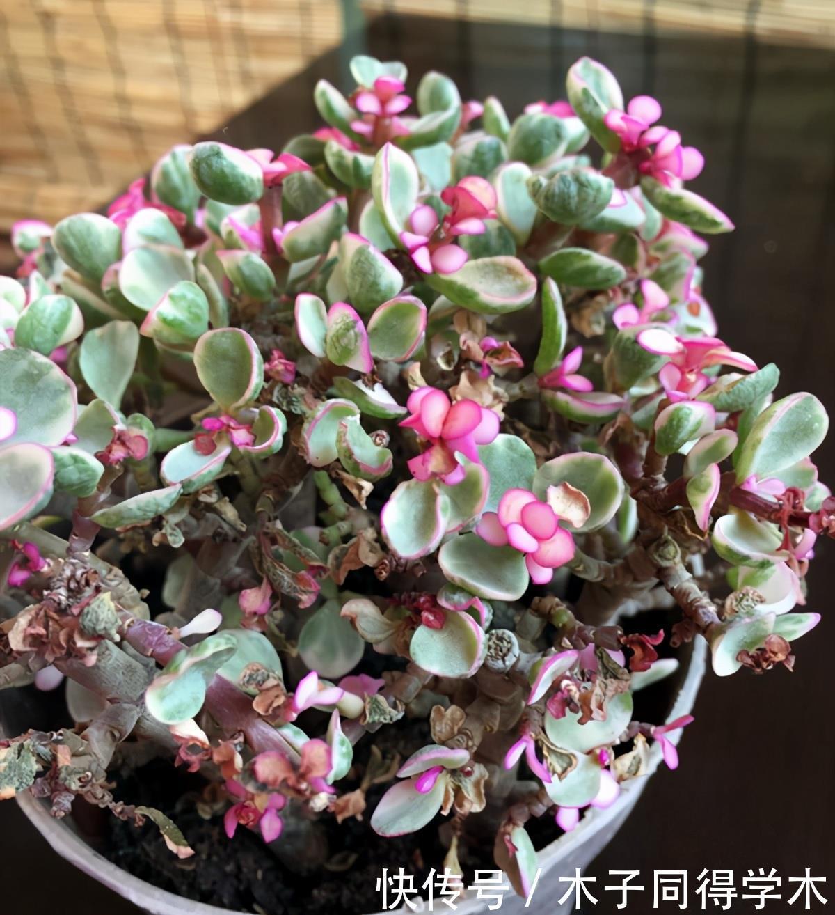 多肉辨别方法,分辨雅乐之舞、金枝玉叶、雅乐之华,学一学