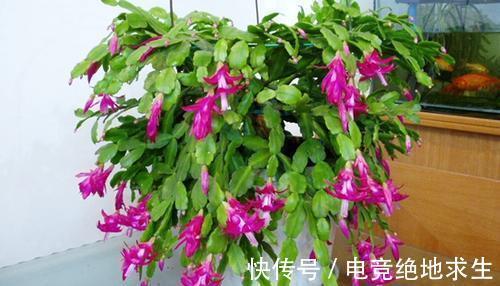 如果你养的蟹爪兰总是掉花苞,了解补救方法,春节花开停不下来