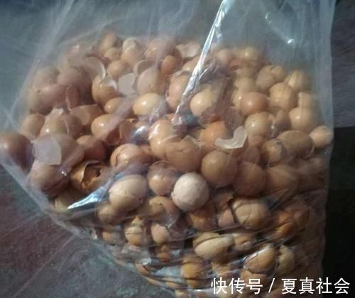 君子兰不开花？2种废料埋盆里，花箭蹭蹭冒，开花2个月