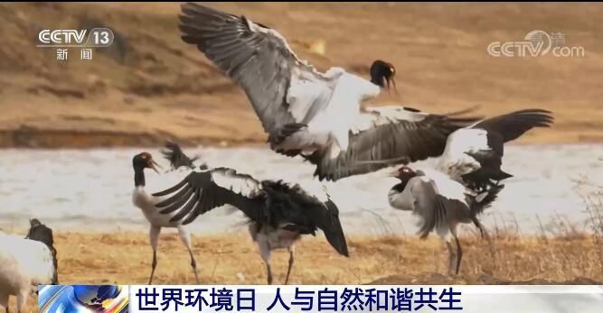 建立国家公园体制 各地加大力度生物多样性保护|第50个世界环境日 | 金丝猴