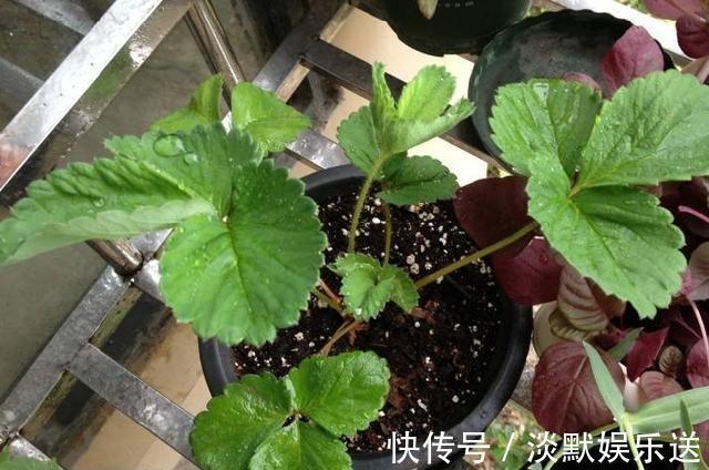 盆栽养花,不如养“草莓”,盆边挂满几十个,好吃的流口水!