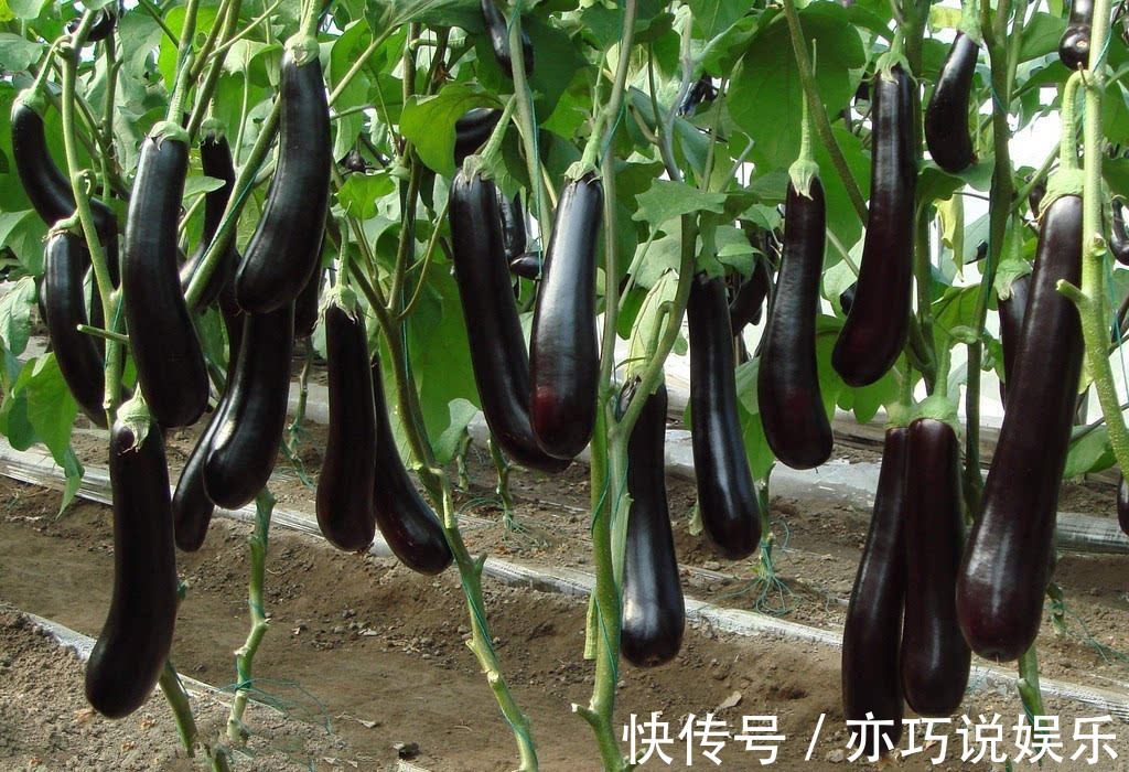 趣友们|立秋后,茄子和此物同食,对身体十分有益,却有很多人不清楚!