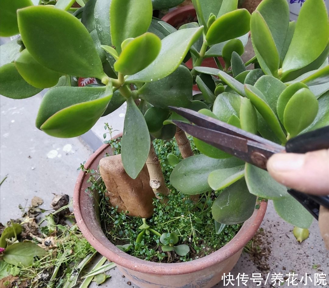 美观|玉树不剪不成型，3种枝条要勤剪，才能长得粗壮，植株美观