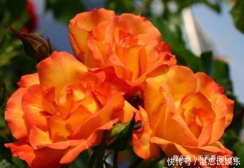 玫瑰|喜欢牡丹,不如养“稀有玫瑰”宠爱小姐,金蕊红衣,甚是美艳!