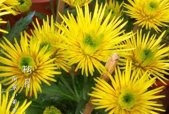 喜欢菊花，不如养盆“菊中珍品”，似紫色绣球，素雅高贵