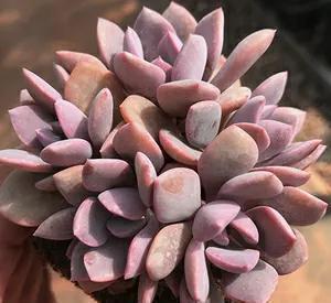 她养的多肉很奇怪，长不大，反而越养越小，你知道怎么回事吗