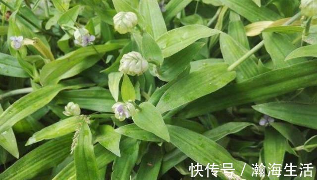 植物|它被称为“痰火草”，化痰消炎效果好，野外遇见，请别错过