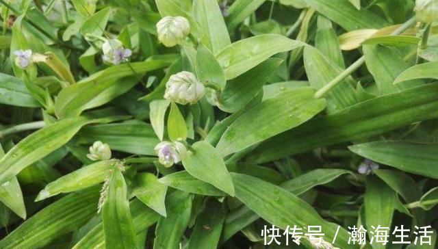 植物|它被称为“痰火草”,化痰消炎效果好,野外遇见,请别错过