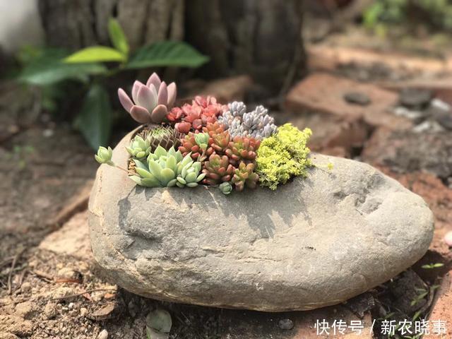 肉肉|当多肉进入了农村,你还相信这是你当宝贝一样的肉肉吗