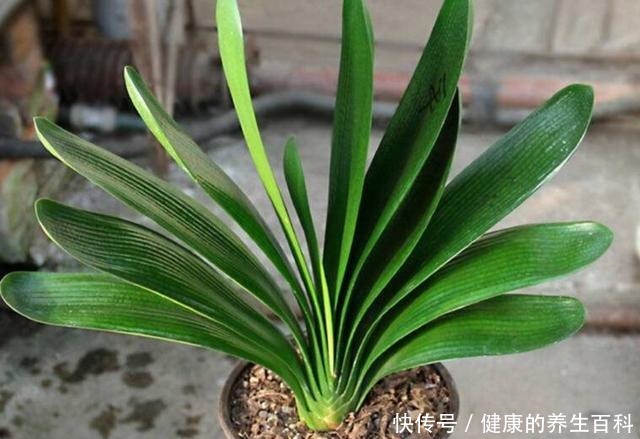 想要君子兰长得快，做好这几个要点，不断长出新叶！