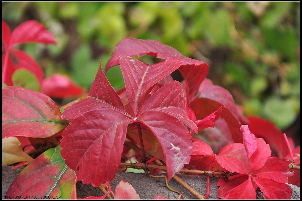 无言的凝眸——作者:罗曼丽