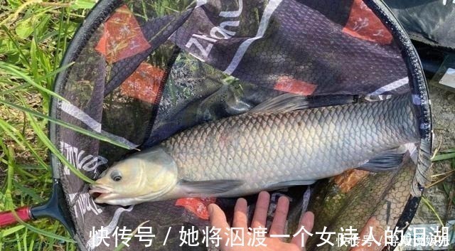 伊势尼|野钓别只用伊势尼！想大小通杀，还是这几种鱼钩效果更好