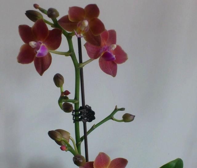 耐阴的吉祥兰,花开奇特,还有顶级的香味