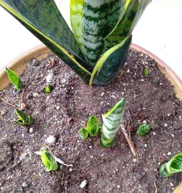 养虎尾兰,一个小技巧,长得快、侧芽多、叶厚实,3个月长爆盆