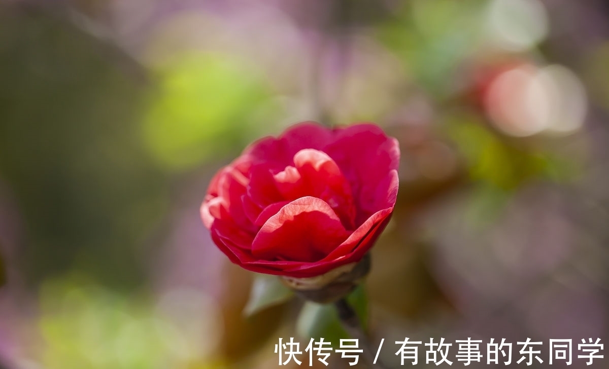 养护|八月养茶花,学会正确养护方法,冬季开花又多又鲜艳