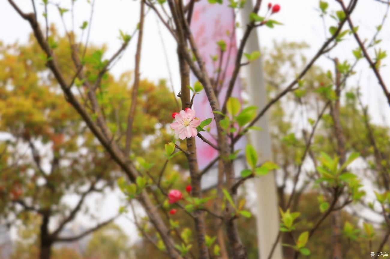 樱花飘散，朝开夕凋