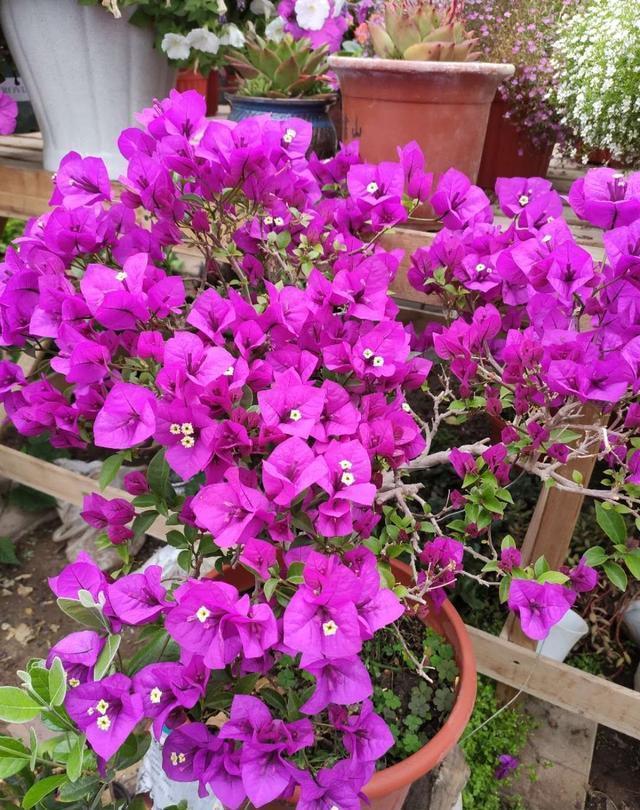 4种常年开花的植物，阳台随便养一种，四季有花赏，阳台变花园