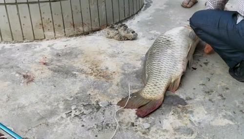 珠江|男子珠江钓起“鲤鱼王”,40斤体长超1米,应该放生吗