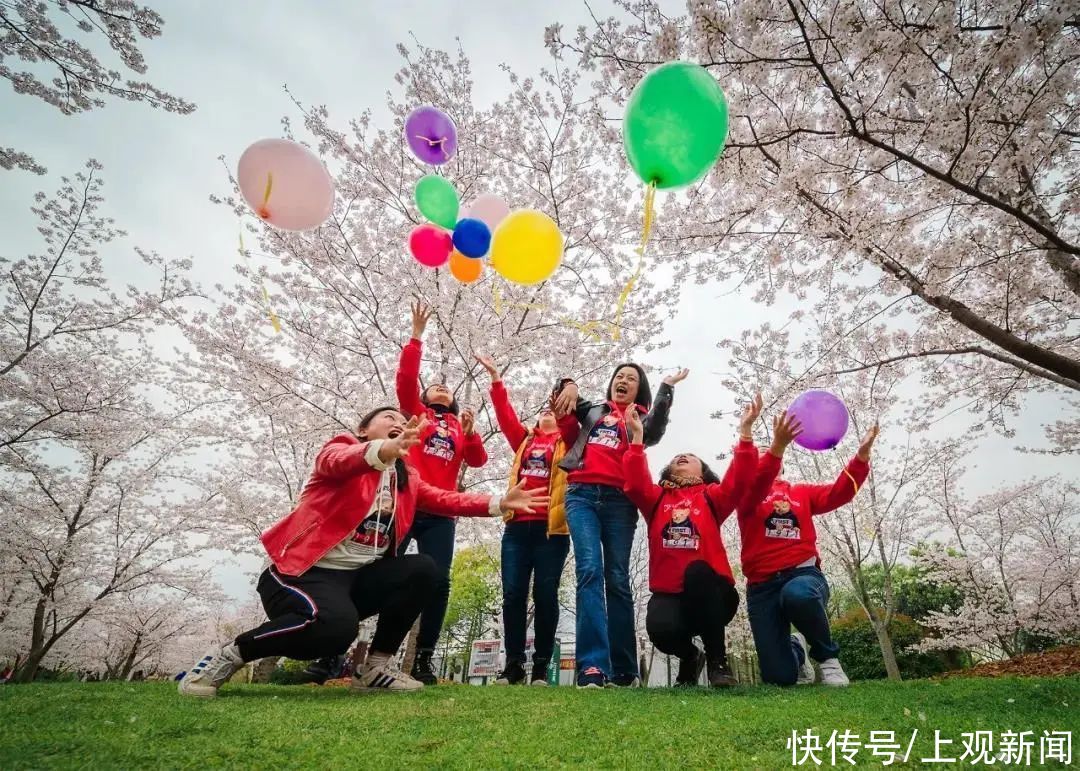 超20万游客到宝山顾村公园！上海樱花节首个周末迎来客流高峰