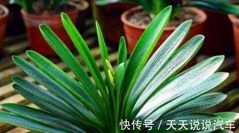 怎么养好君子兰，君子兰四季养护管理及注意事项