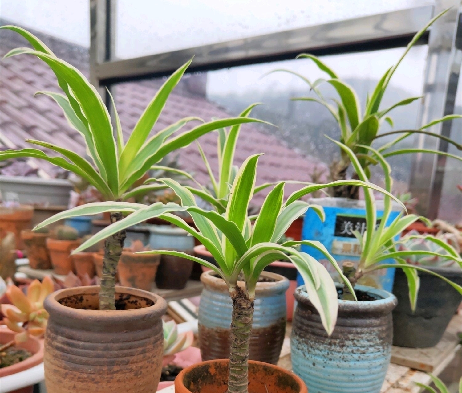 老桩|把吊兰养成“瀑布”，那是小意思，养成老桩盆景才是真本事