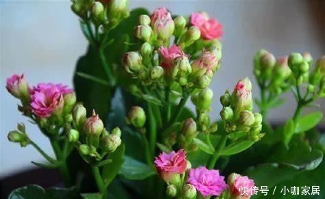 植株|月季催花,用花多多2号还是磷酸二氢钾,两者有什么区别?