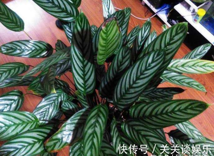 株形|此花株形优美,鲜艳的花色十分引人注目,寓意为转身的奇迹