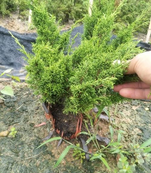 光棍树|家中无法养这三类绿植,白送都不要,危害很大不建议养