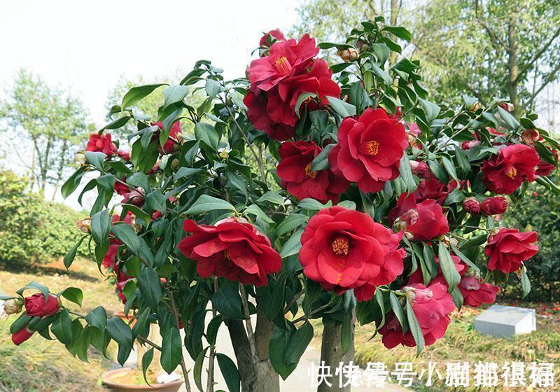 寓意|五种“吉祥花”,建议养一盆,不仅寓意好,还利于健康