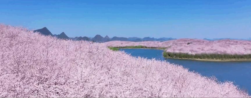 不输武汉，美过日本！全球最大的樱花基地竟在中国，还免费！此生必去...