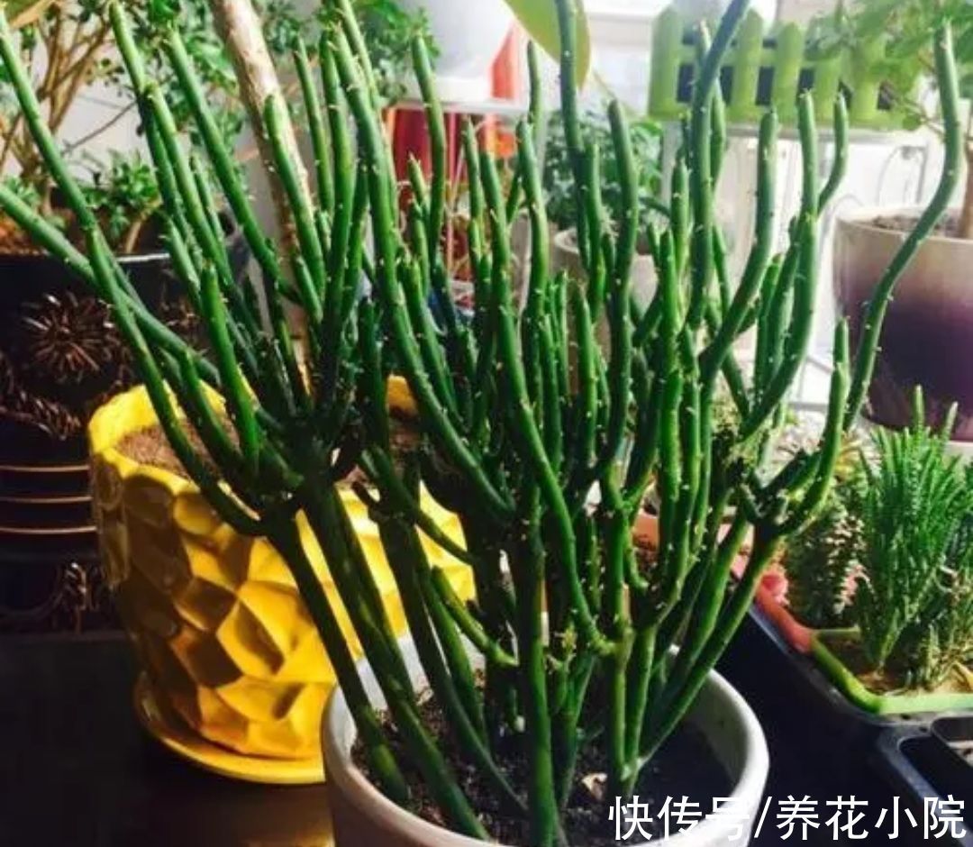 观赏价值|6种漂亮花卉,影响健康和睡眠,不适合养在卧室