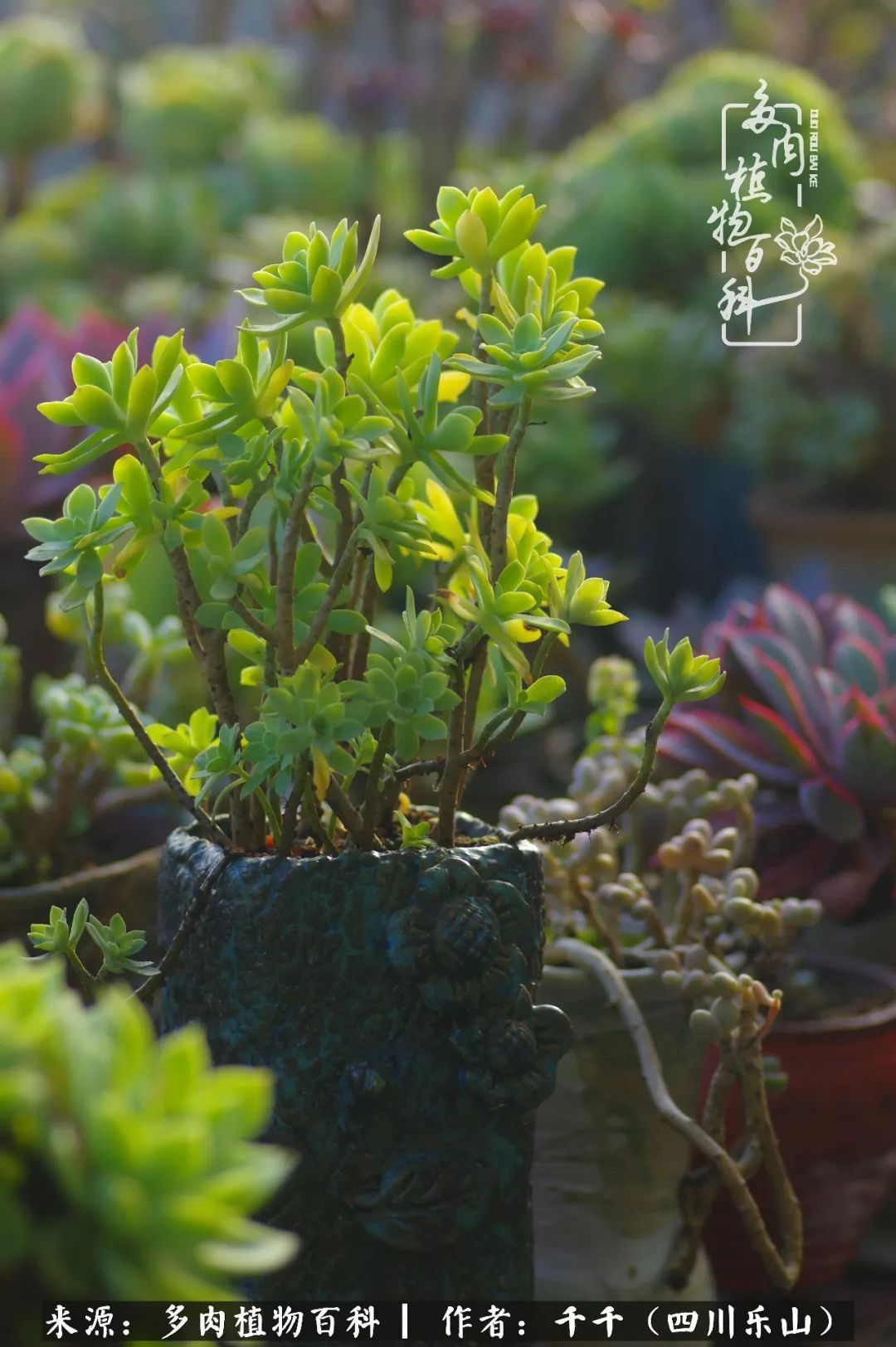 夏天日晒雨淋，秋老虎来势汹汹，你的多肉准备好逆袭了吗