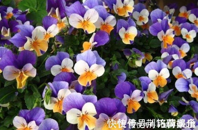 夏天就养4种花,好养易活,开花多,开花200天,家里开成花海!