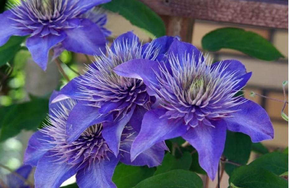 4种“泼辣花”，要用大盆养，开花多到炸，小盆养，越养越差