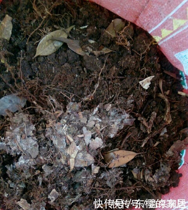 养兰先养根用这免费料养出粗壮大白根，兰花开花多又香