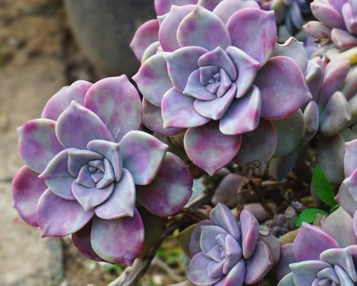 多肉紫乐怎么养更艳丽教你3个小妙招,养出梦幻色彩的紫乐