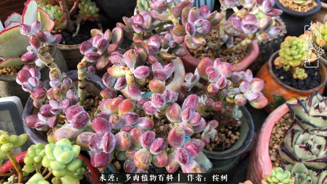 多肉度夏经验谈四季皆露养,兢兢业业养肉三年半!