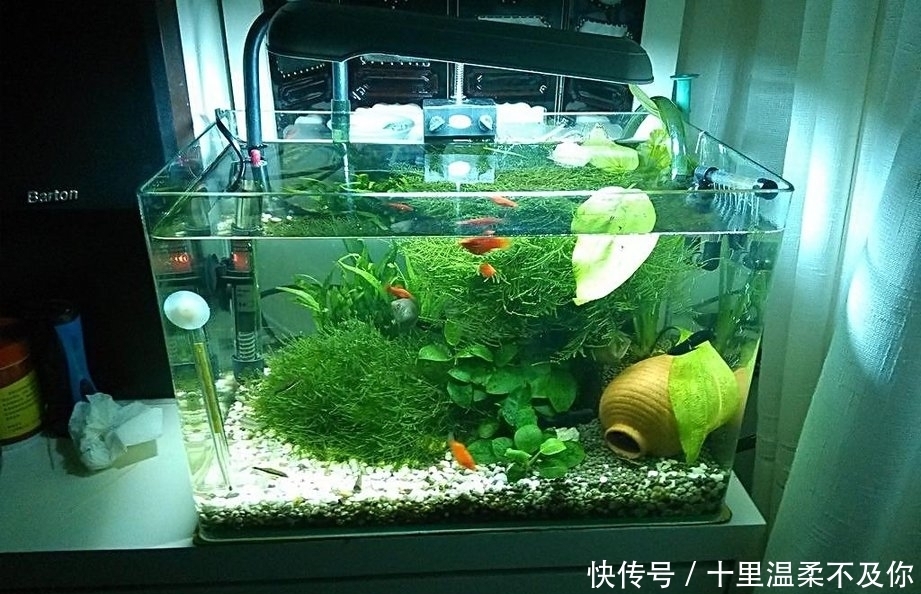 足足有八层楼那么高的鱼缸,堪称小型生物圈,破了可咋整?