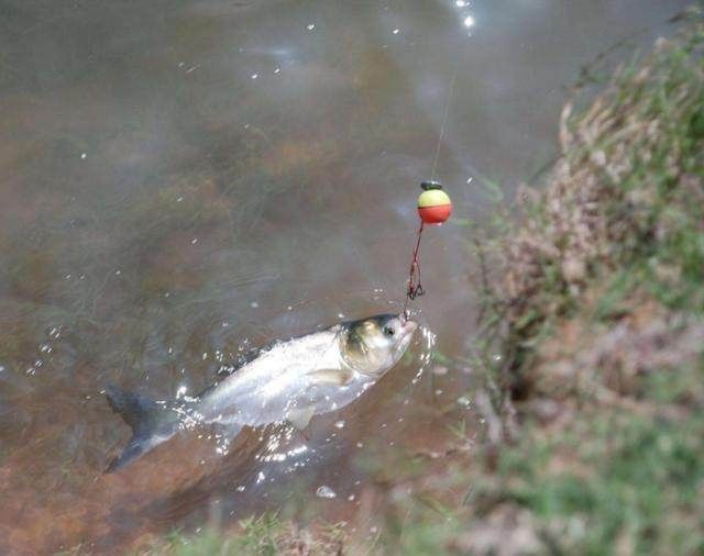 鱼窝有鱼却不咬钩30年老钓友教你个绝招,让你提竿到手软