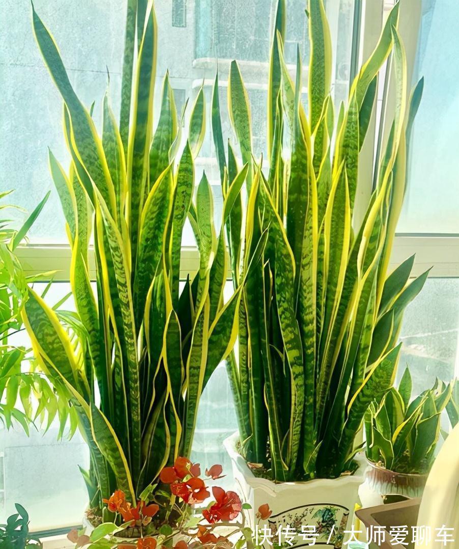 公认的6种吉祥花，株型奇特寓意好，还能吸废气，大人孩子都喜欢