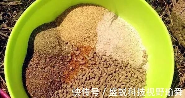 垂钓|饵料搭配总是学不会?掌握以下几点原则进行饵料搭配获取更多渔获