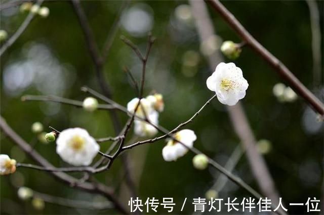 歌女|李商隐又一首无题，红颜无定所，得失在当年，写的是伤逝还是后悔？