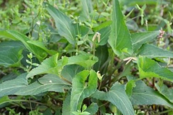 犁头草|农村路边的“犁头草”,长着紫色小花,全身都是宝,药用价值珍贵